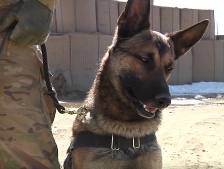 Military Working Dog in Iraq